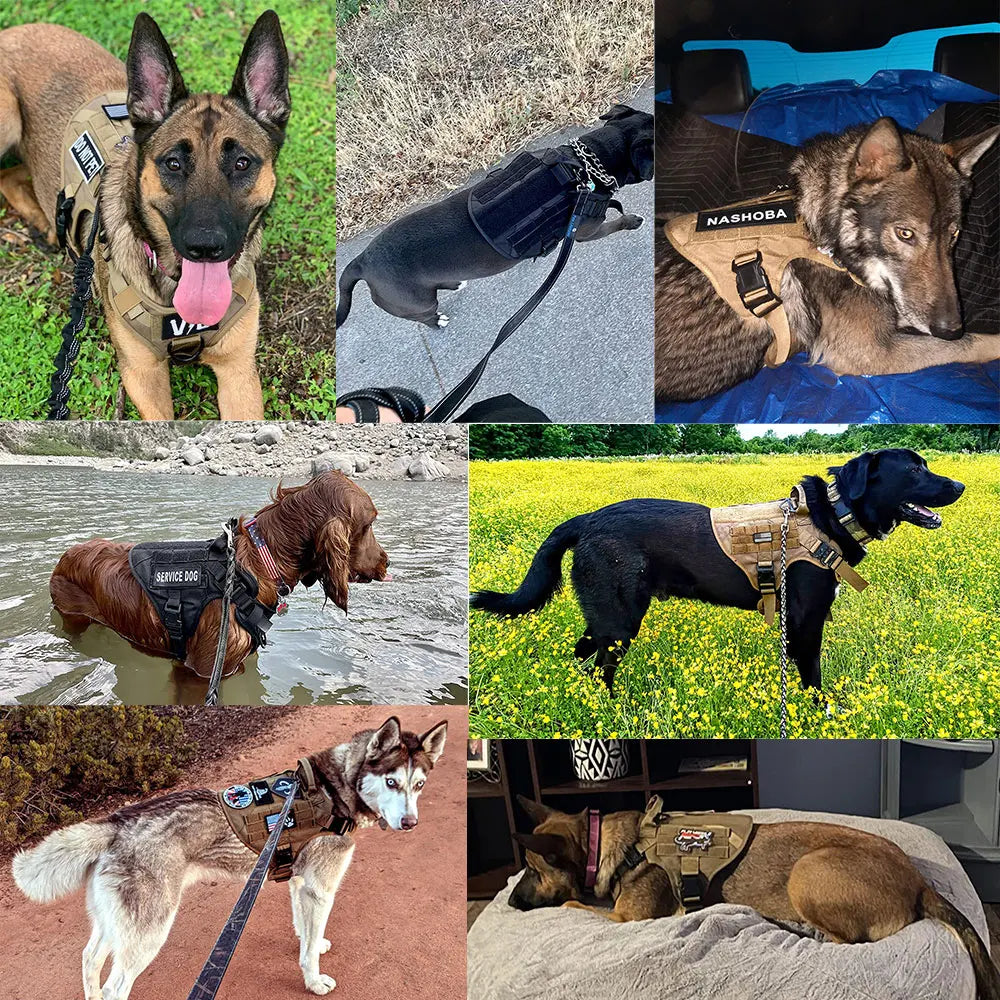 Durable Dog Harness & Leash Set for Large Breeds 🐾💪